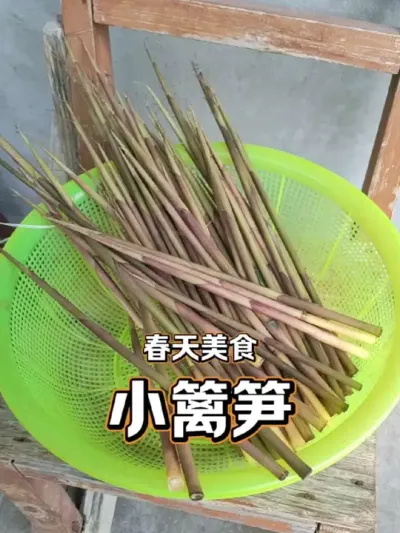 春天美食小篱笋 我家乡春天特有的野菜小篱笋#我的乡村生活 #新农人计划2025