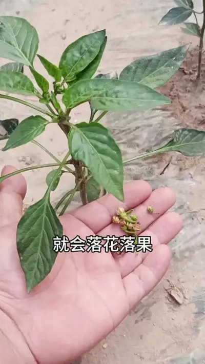 强力催花座果，提高座果率，增产增收，保花保果 #三农#辣椒种植 #农业种植