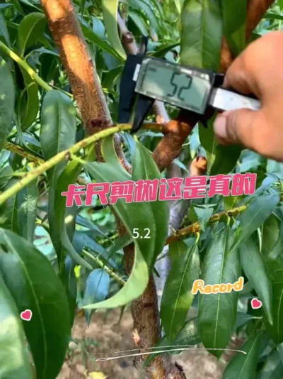 α꿨޼һ α꿨޼һڶô׼#޼ #޼