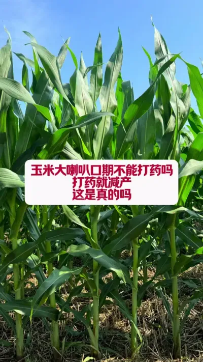 ״ȿܴҩ #ũҵݪֲ #֧ũҵ #ũҵС֪ʶ #ũ֧ũ