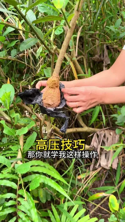 Ǥǲɻѧ#С֪ʶ #ݪֲС #ֲ