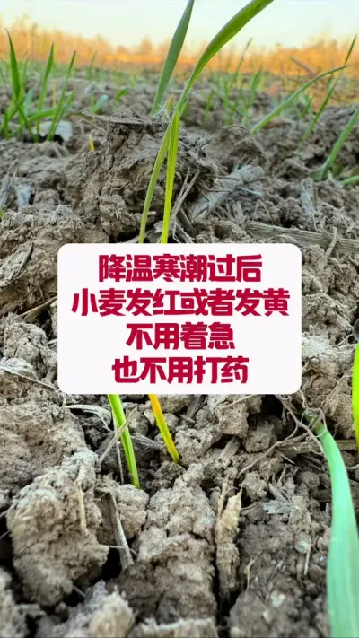 ºС󷢺߷Ҫţ #ݪֲС #ũҵݪֲ #ũ #ũݪֲ