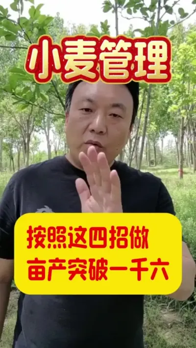 按照这四点做，亩产突破1600斤。#小麦管理 #小麦种植 #小麦浇水