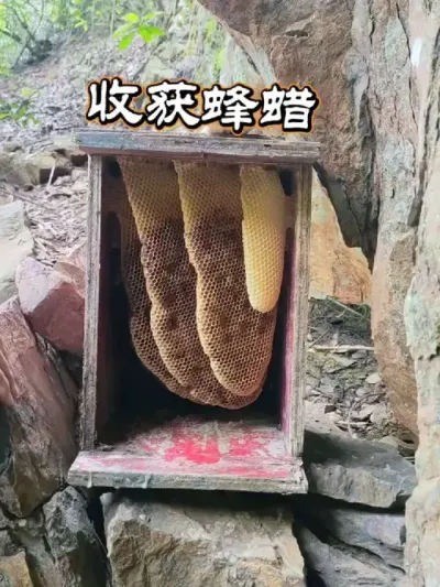 Ҫ ɽϵķѾȥѷ䳲ջȥ# #ҵ #ũ2025