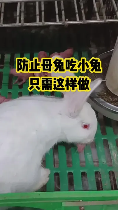 防止母兔吃小兔，只需这样做#抖音三农#养殖#养兔