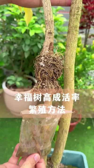 Ҹ߳ɻҪ#Ҹ #ֲ #С֪ʶ #