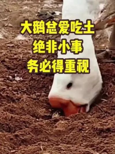 ܰСص#ũ##ֳ