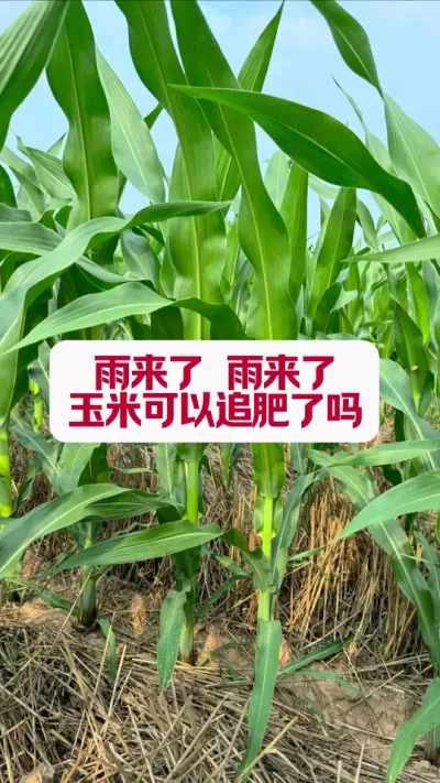 ׿׷ #ũҵݪֲ #ũ #ݪֲС