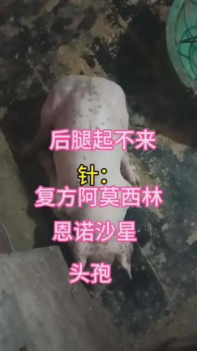 #猪 #母猪 #肥猪 #养猪知识 #养猪人