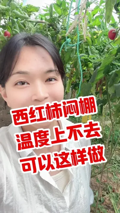 #闷棚#西红柿种植 #大棚西红柿  点个关注 互相学习吧@抖音小助手