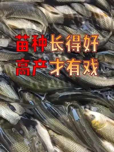 ˪ӭ “ƽ” 3 ֳÿ졢#  #  #ˮֳ  #Դ  #޿