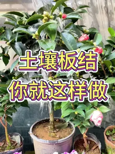 # # #ֲ # #С֪ʶ