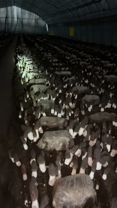 һǻػƻķʲô…… Ǿ߲ĻʵԴ? õ?ˮԴ?ӪԴ?õʩ?˵а#Ǿ #Ǿݪֲ # #