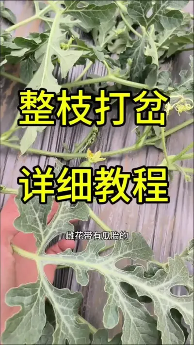 #抖音助农扶农 #抖音助农 #抖音新农人