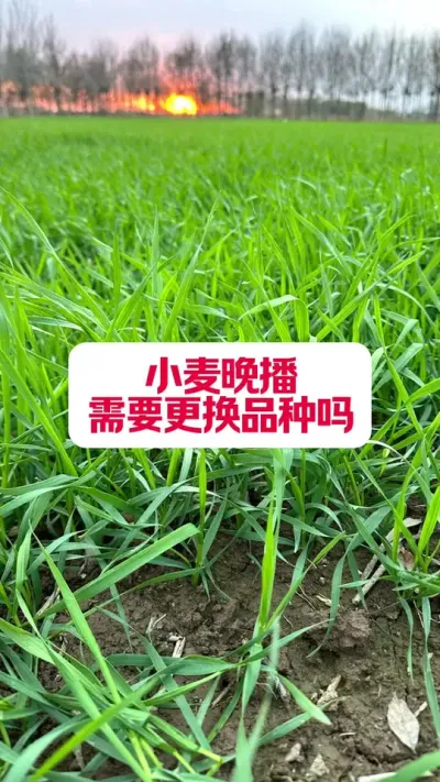 С󲥵ҪƷ #߰ #עũҵ #ũҵݪֲ #ݪֲС #ũҵ