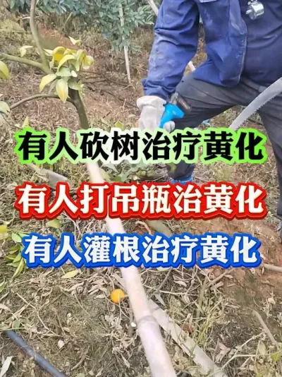 柑橘黄化治理#果树黄化 #黄化   #果树种植 #柑橘种植