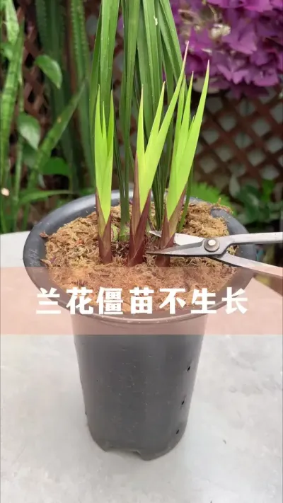 粻ûóͷл# #ֲ #С֪ʶ