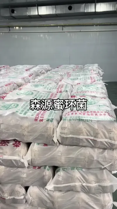 ɭԴۻ лյۻȡһһר#ݪֲ#ջʵ #ۻ #Դͷʵ @С