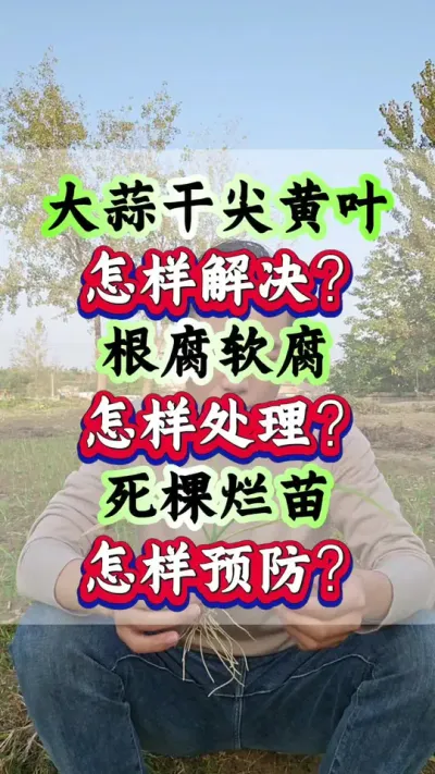 大蒜干尖黄叶怎样解决？根腐软腐怎样处理？死棵烂苗怎样预防？#大蒜种植 #大蒜高产 #种大蒜 #紫皮大蒜 #大蒜