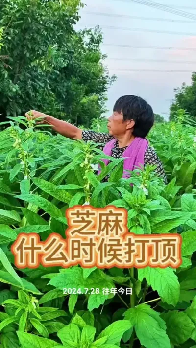 Ҫ֥鳤ı֥ٲ#֥ #ũ #߲ #߲ݪֲ #ݪֲС @DOU+С @С @DOU+