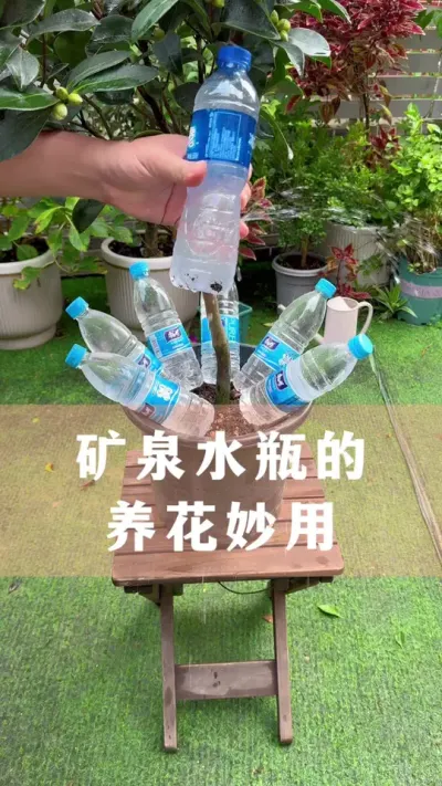 Ȫˮƿ#ֲ #С֪ʶ #İ