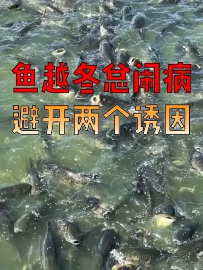 鱼浮水面不下去？别慌！6种原因 + 处理方法，赶紧看！！#养鱼人  #养鱼  #水产养殖技术  #晨源生物  #无抗增免
