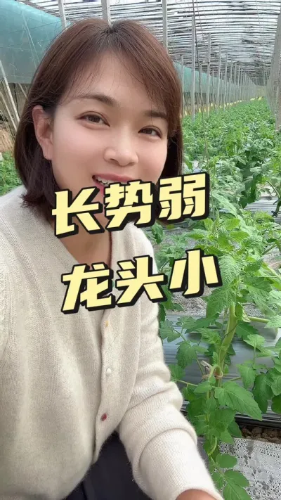 #ݪֲ####¼ҵݪֲ 縴׳ ø СƳµ@С