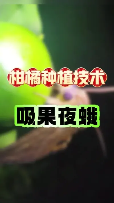 עطֳ溦#ݪֲ #ҹ #ʵӬ #ٹ #ũҵݪֲ