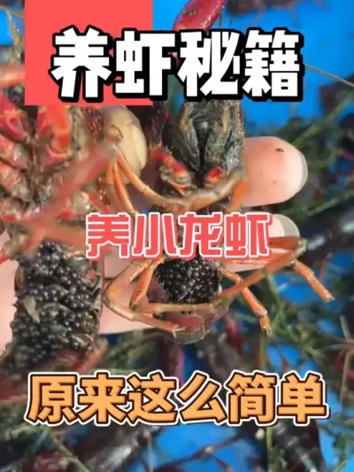 С߾ȻϺ #ũ #ũҵ #СϺ #Ϻֳ #ʢ