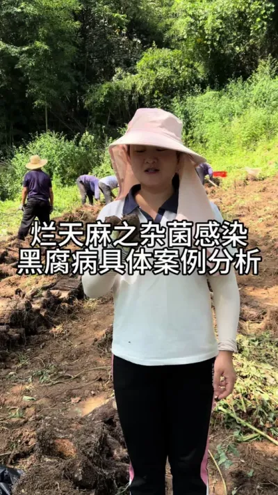 ֮ӾѬȾڸϸ #ݪֲ#շ#ҩݪֲ