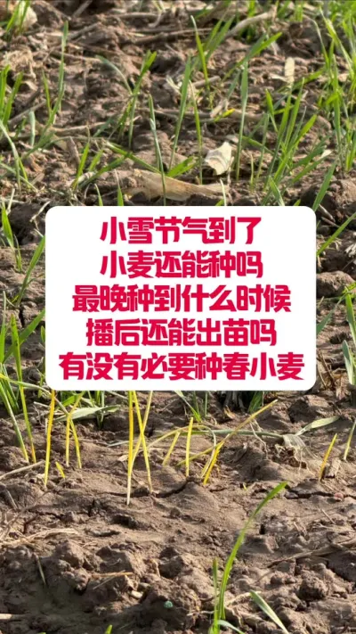 СѩСܳ #ũҵݪֲ #ũũ #ũҵݪֲ #ũҵ #ݪֲС