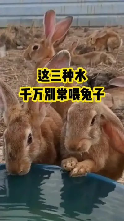 这三种水，千万别常喂兔子#抖音三农#养殖#养兔