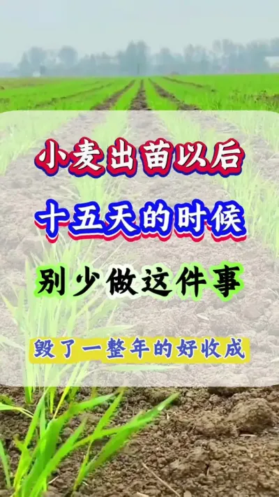 С15ʱ СʮҵʱһҪע#ũ #С#Сݪֲ#С#С߲