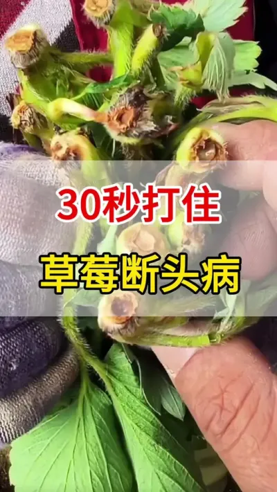 ݮĶͷһŸ㶨#Ķͷ#ũ#ǰ߶ͷ