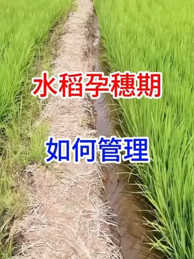 ˮ #ũ֧ũ #ũҵݪֲ #ˮݪֲ #ݪֲС #һݸһջ