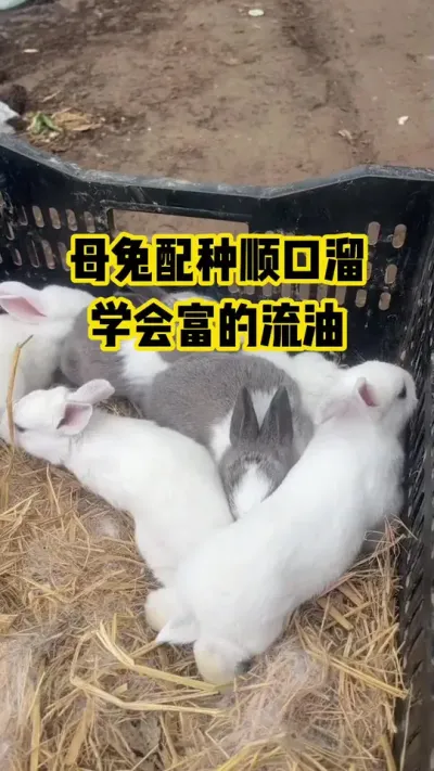 母兔配种顺口溜，学会富的流油#抖音三农#养殖#养兔