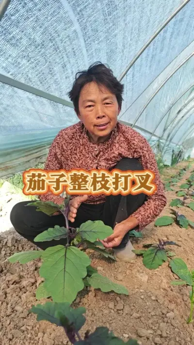 茄子的整枝打叉，茄子怎么管理#茄子 #茄子种植 #茄子管理 #三农 #蔬菜杨大姐 @DOU+上热门 @抖音创作小助手 @DOU+小助手