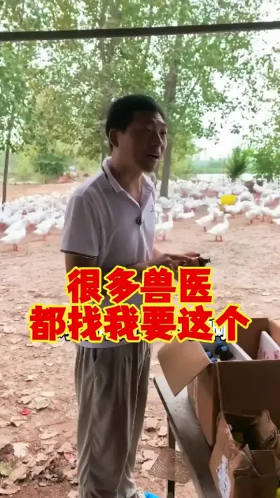 很多兽医，都跟我要这个东西给鹅用。#养鹅人 #养鹅 #养鹅技术 #狮头鹅 #鹅苗