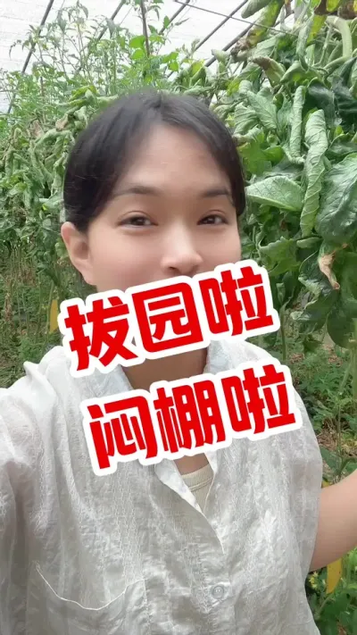 #西红柿种植 #记录我的种植生活 #大棚西红柿 #闷棚 闷棚菌在橱窗 @抖音小助手