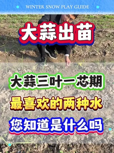 Ҷһоϲȵˮ֪ʲô #ݪֲ #߲ #ݪֲ #⽽ˮ #ũҵݪֲ