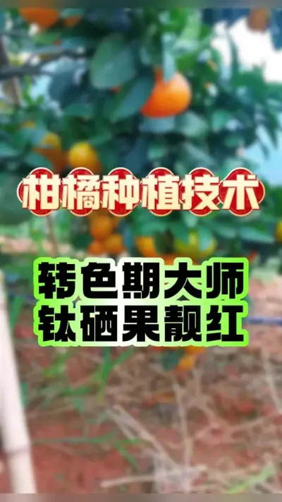 תɫ׼#ݪֲ #ٹ #תɫ #ũ #԰