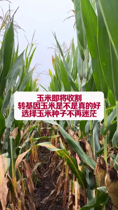 ת׾Ƿ #ũҵݪֲ #ũũ #ũ֧ũ #ũҵ֪ʶ