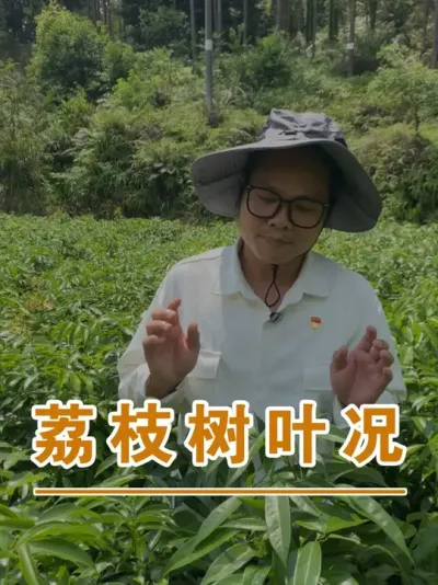 ֦Ҷѡҩ#ɽ֦#ũҵҵ#ũ2025#ֹ#֦ݪֲ@