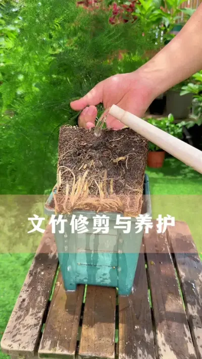 �����޼�������Ҫ��#������ֲ #����С֪ʶ #�����İ����� #������������