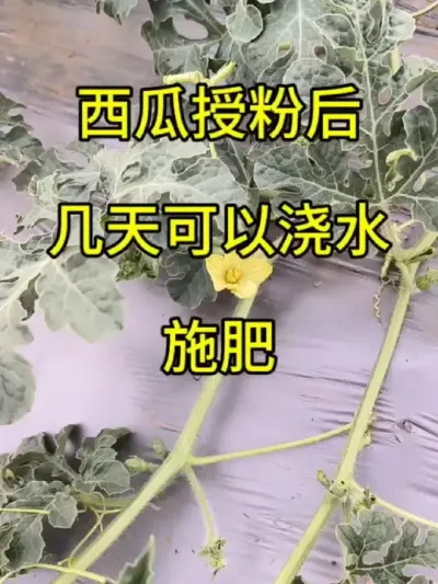 #抖音助农扶农 #助农扶农 #支持三农扶持