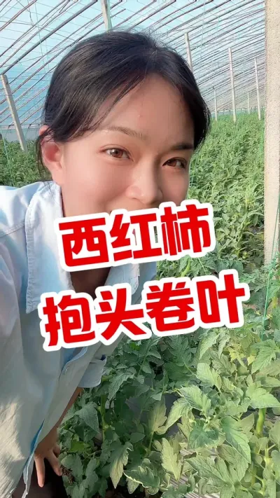 #西红柿种植 #记录我的种植生活 #大棚西红柿 点个关注 @抖音小助手