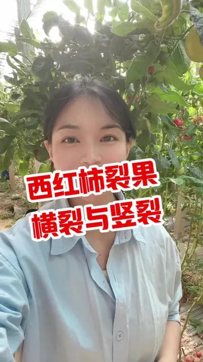 #西红柿种植 #记录我的种植生活 #大棚西红柿  #裂果 点个关注 互相学习吧@抖音小助手