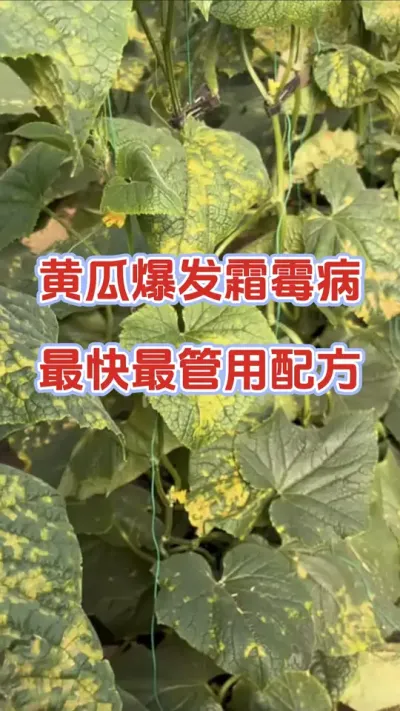 ƹϱ˪ù䷽#ƹ #ƹݪֲ #ƹ˪ù #˪ù #ũ