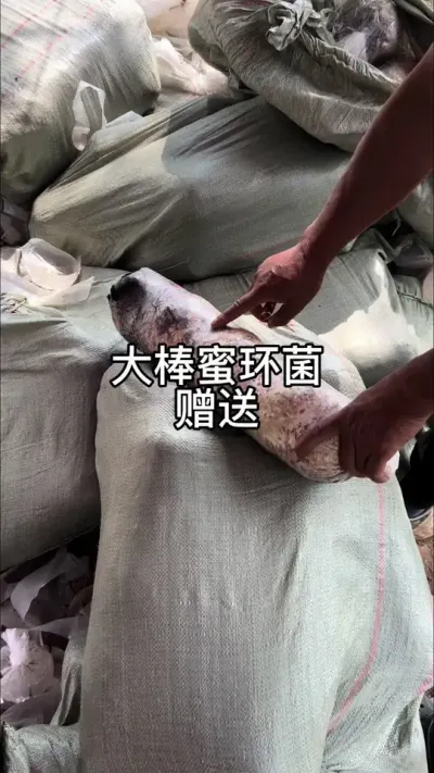 ۻ #ũ #ʵԭƵ #ݪֲ #ۻ @С