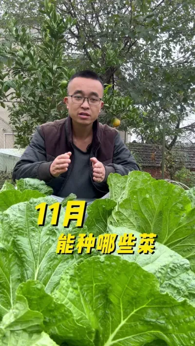 11月能种哪些菜？#种菜小技巧 #家庭种植 #种菜 #阳台种菜 #关注我一起学种菜